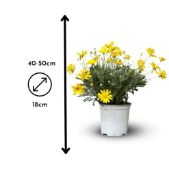 Attitude Jardin Fleurs De Saison | - Euryops - plante fleurie - ↕ 40-50 cm - ⌀ 18 cm - plante d'extérieur