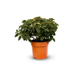 Attitude Jardin Fleurs De Saison | - Lantana touffe - plante fleurie - ↕ 45-55 cm - ⌀ 22 cm - plante d'extérieur