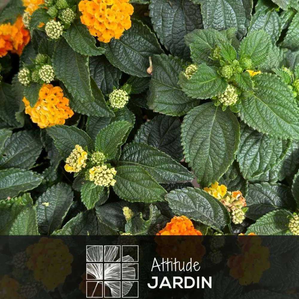 Attitude Jardin Fleurs De Saison | - Lantana touffe - plante fleurie - ↕ 45-55 cm - ⌀ 22 cm - plante d'extérieur