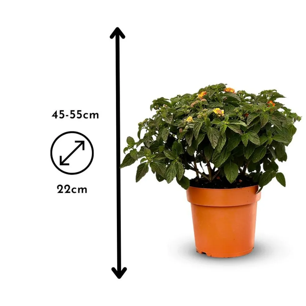 Attitude Jardin Fleurs De Saison | - Lantana touffe - plante fleurie - ↕ 45-55 cm - ⌀ 22 cm - plante d'extérieur
