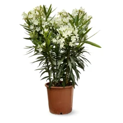 Attitude Jardin Arbres Et Arbustes | - Laurier rose - nerium oleander - ↕ 110-120 cm - ⌀ 24 cm - plante d'extérieur - fleur blanche