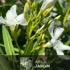 Attitude Jardin Arbres Et Arbustes | - Laurier rose - nerium oleander - ↕ 110-120 cm - ⌀ 24 cm - plante d'extérieur - fleur blanche
