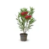 Attitude Jardin - Laurier rose nain - nerium oleander nana - ↕ 70-80 cm - ⌀ 19 cm - plante d'extérieur - fleur rouge Clearance