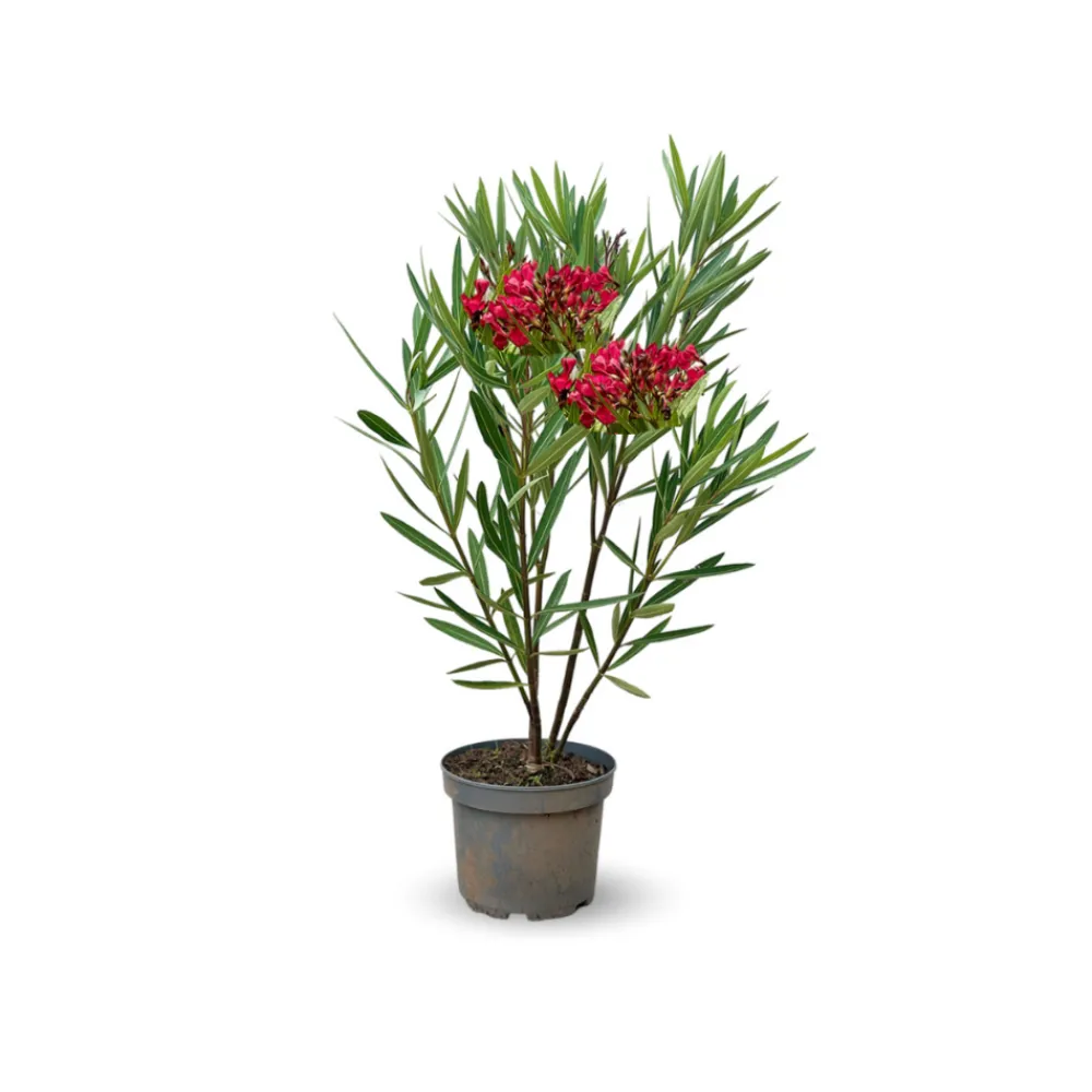 Attitude Jardin - Laurier rose nain - nerium oleander nana - ↕ 70-80 cm - ⌀ 19 cm - plante d'extérieur - fleur rouge Clearance