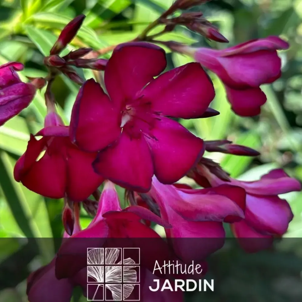 Attitude Jardin - Laurier rose nain - nerium oleander nana - ↕ 70-80 cm - ⌀ 19 cm - plante d'extérieur - fleur rouge Clearance