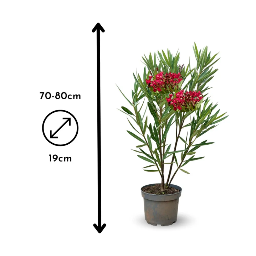 Attitude Jardin - Laurier rose nain - nerium oleander nana - ↕ 70-80 cm - ⌀ 19 cm - plante d'extérieur - fleur rouge Clearance