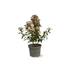 Attitude Jardin Plantes De Haies | - Laurier tin - viburnum tinus - ↕ 50-60 cm - ⌀ 20 cm - plante d'extérieur
