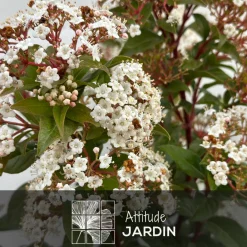Attitude Jardin Plantes De Haies | - Laurier tin - viburnum tinus - ↕ 50-60 cm - ⌀ 20 cm - plante d'extérieur