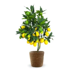 Attitude Jardin Fruitiers Et Agrumes | - Limequat avec panier en jonc de mer - agrume méditerranéen - arbre fruitier - ↕ 75-85 cm - ⌀ 25 cm