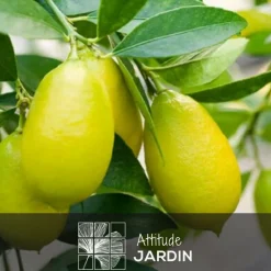 Attitude Jardin Fruitiers Et Agrumes | - Limequat avec panier en jonc de mer - agrume méditerranéen - arbre fruitier - ↕ 75-85 cm - ⌀ 25 cm
