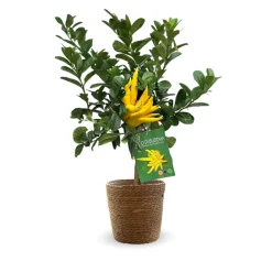 Attitude Jardin Fruitiers Et Agrumes | - Main de bouddha avec panier en jonc de mer - agrume méditerranéen - arbre fruitier - ↕ 75-85 cm - ⌀ 25 cm