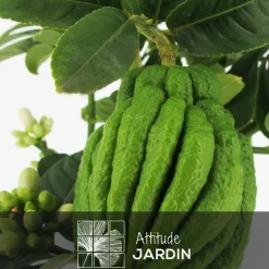 Attitude Jardin Fruitiers Et Agrumes | - Main de bouddha avec panier en jonc de mer - agrume méditerranéen - arbre fruitier - ↕ 75-85 cm - ⌀ 25 cm