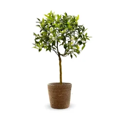 Attitude Jardin Fruitiers Et Agrumes | - Mandarinier avec panier en jonc de mer - agrume méditerranéen - arbre fruitier - ↕ 75-85 cm - ⌀ 22 cm