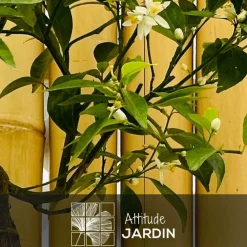 Attitude Jardin Fruitiers Et Agrumes | - Mandarinier avec panier en jonc de mer - agrume méditerranéen - arbre fruitier - ↕ 75-85 cm - ⌀ 22 cm