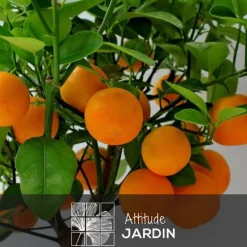 Attitude Jardin Fruitiers Et Agrumes | - Mandarinier calamondin avec panier en jonc de mer - agrume méditerranéen - ↕ 75-85 cm - ⌀ 25 cm - agrume d'intérieur