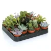 Attitude Jardin - Mélange de succulentes - plante d'intérieur - ↕ 5-10 cm - ⌀ 5,5 cm - lot de 20 plantes Best