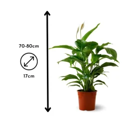 Attitude Jardin - Mélange de succulentes - plante d'intérieur - ↕ 5-10 cm - ⌀ 5,5 cm - lot de 20 plantes Best