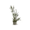 Attitude Jardin Plantes Méditerranéennes | - Myrte tarentine - aromatique - plante méditerranéenne - ↕ 50-60 cm - ⌀ 20 cm - plante d'extérieur