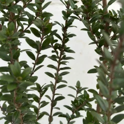 Attitude Jardin Plantes Méditerranéennes | - Myrte tarentine - aromatique - plante méditerranéenne - ↕ 50-60 cm - ⌀ 20 cm - plante d'extérieur