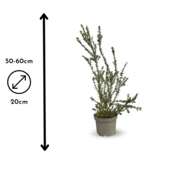Attitude Jardin Plantes Méditerranéennes | - Myrte tarentine - aromatique - plante méditerranéenne - ↕ 50-60 cm - ⌀ 20 cm - plante d'extérieur