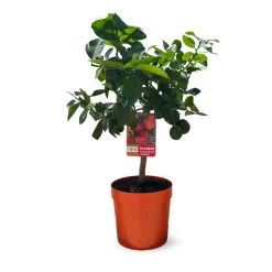 Attitude Jardin - Oranger Arcobal - citrus meyer sinensis - agrume méditerranéen - arbre fruitier - 75-85 cm - ⌀ 22 cm Online