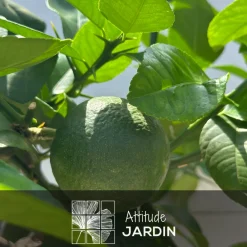 Attitude Jardin - Oranger Arcobal - citrus meyer sinensis - agrume méditerranéen - arbre fruitier - 75-85 cm - ⌀ 22 cm Online