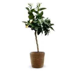 Attitude Jardin - Oranger sanguin avec panier en jonc de mer - agrume méditerranéen - arbre fruitier - ↕ 75-85 cm - ⌀ 25cm Sale