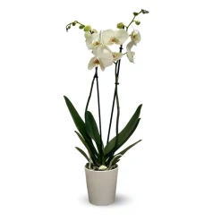 Attitude Jardin - Orchidée blanche - double branche - phalaenopsis - ↕ 60-70 cm - ⌀ 12 cm - cache pot en céramique blanc Online