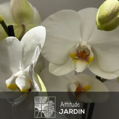 Attitude Jardin - Orchidée blanche - double branche - phalaenopsis - ↕ 60-70 cm - ⌀ 12 cm - cache pot en céramique blanc Online