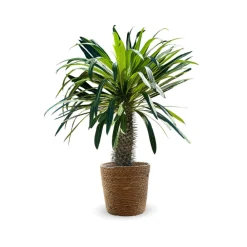 Attitude Jardin Cactus Et Plantes Grasses | - Pachypodium lamerei avec panier en jonc de mer - palmier de madagascar - ↕ 80-90 cm - ⌀ 22 cm - cactus et plantes grasses