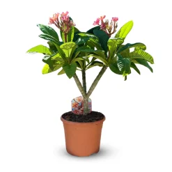 Attitude Jardin - Plumeria rubra frangipanier - plante fleurie - ↕ 80-90 cm - ⌀ 26 cm - plante d'intérieur & extérieur - fleur rose Online