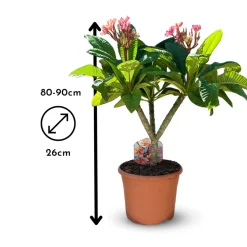 Attitude Jardin - Plumeria rubra frangipanier - plante fleurie - ↕ 80-90 cm - ⌀ 26 cm - plante d'intérieur & extérieur - fleur rose Online