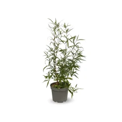Attitude Jardin Plantes De Haies | - Rhus viminalis - faux bambou - ↕ 50-60 cm - ⌀ 20 cm - plante d'extérieur