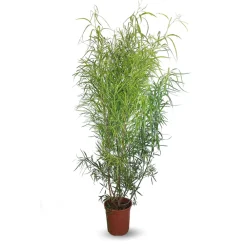 Attitude Jardin Plantes De Haies | - Rhus viminalis - faux bambou - ↕ 100-110 cm - ⌀ 24 cm - plante d'extérieur