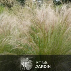 Attitude Jardin Plantes Vivaces | - Stipa tenuifolia - cheveux d'ange - plante d'extérieur - ↕ 70-80 cm - ⌀ 17 cm