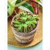 NA Attrape-mouches : Ø12cm, pot Sale
