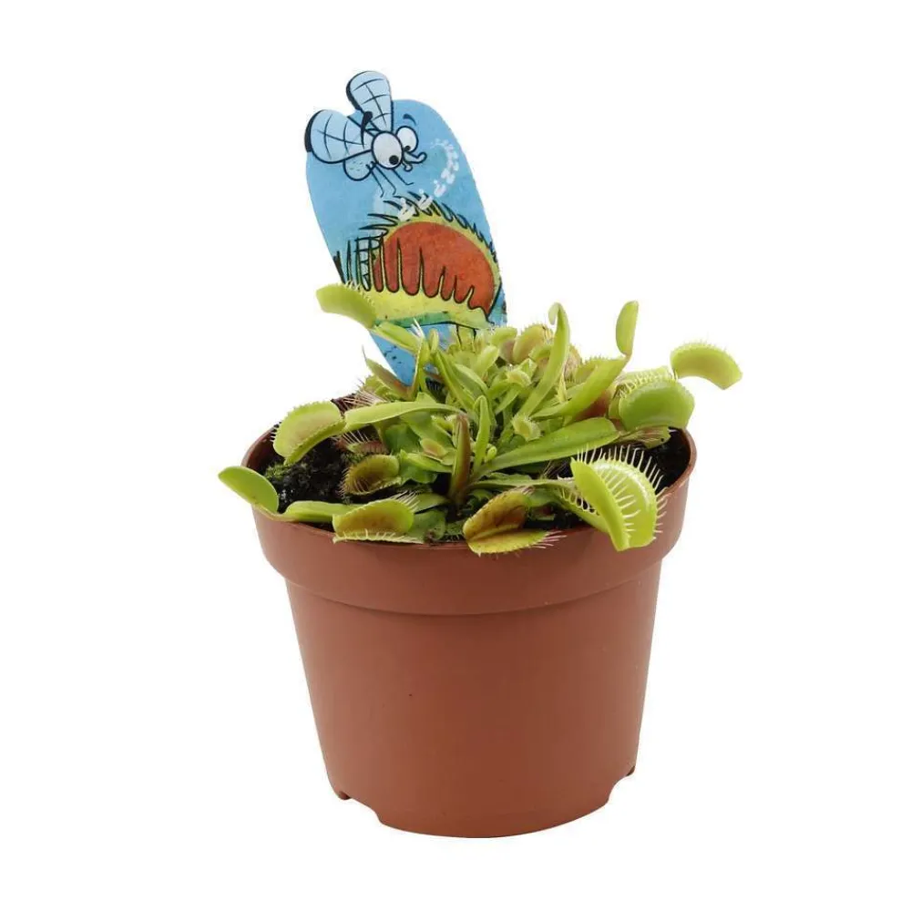 NA Attrape-mouches : Ø12cm, pot Sale