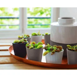 NA Attrape-mouches : Ø12cm, pot Sale