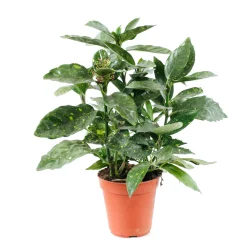 NA Aucuba : pot d.13cm Clearance