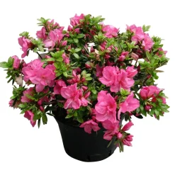 NA Azalea japonica : H 40/50 cm, ctr 7 L - Coloris variables Outlet