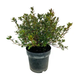 NA Azalea japonica : H 40/50 cm, ctr 7 L - Coloris variables Outlet