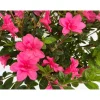 NA Plantes De Terre De Bruyère | Azalée Japoise de la série Encore® : pot 8L