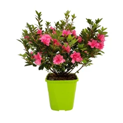 NA Plantes De Terre De Bruyère | Azalée Japoise de la série Encore® : pot 8L