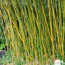NA Bambous | Bambou moyen phyllostachys bissetii: pot de 7 litres
