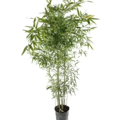 NA Bambous | Bambou moyen phyllostachys bissetii: pot de 7 litres