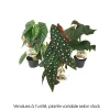 NA Plantes Fleuries | Begonia wings, coloris variable : pot D.12cm