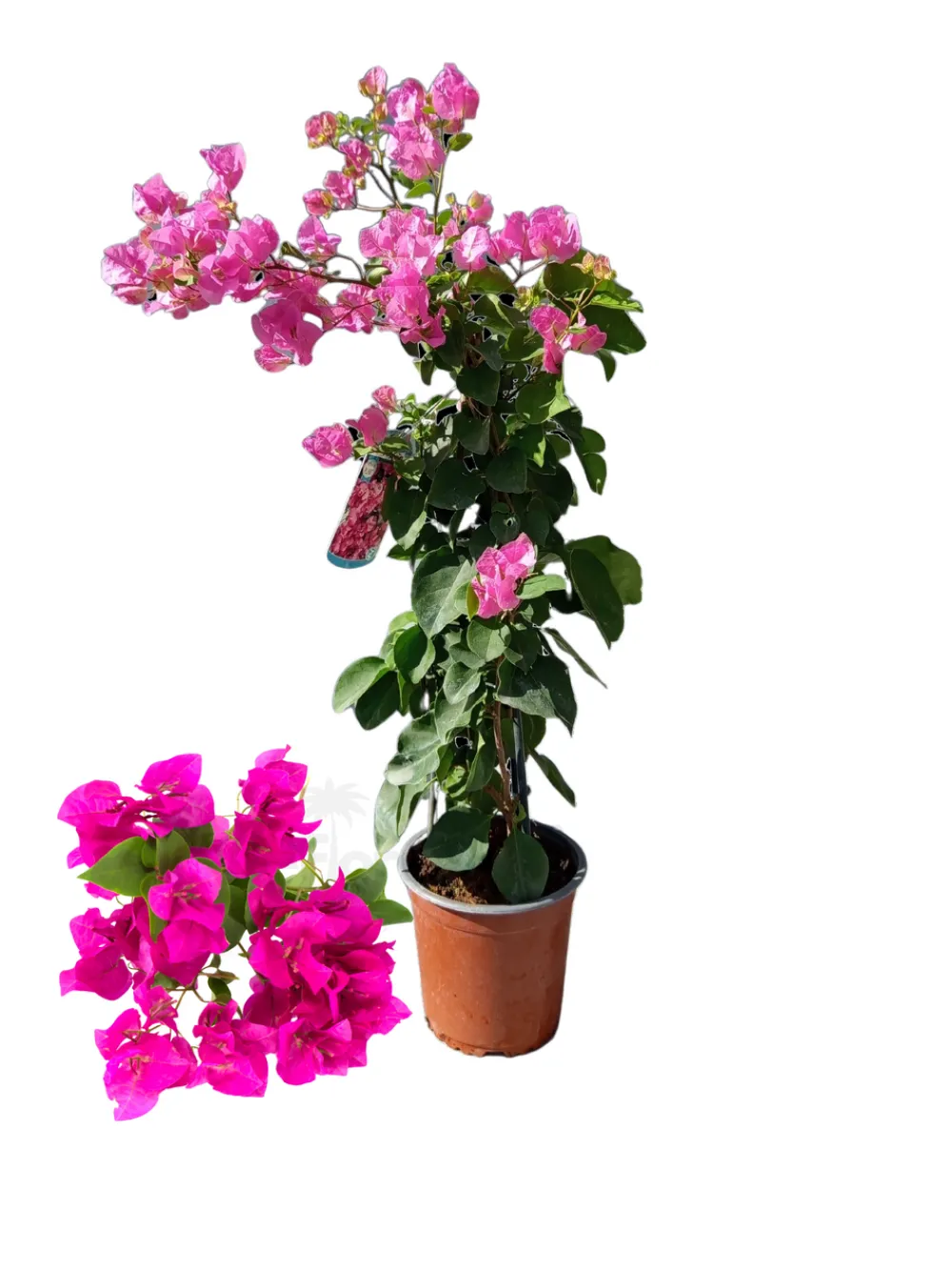 Beija-flores Fleurs De Saison | - Bougainvillier rose h-40/60 cm
