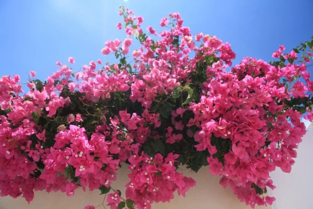 Beija-flores Fleurs De Saison | - Bougainvillier rose h-40/60 cm