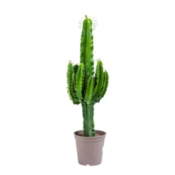 Beija-flores Cactus Et Plantes Grasses | - Cactus / euphorbia 50/100cm
