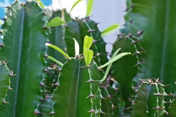 Beija-flores Cactus Et Plantes Grasses | - Cactus / euphorbia 50/100cm